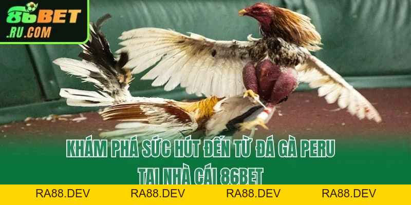 Đá Gà Peru - Hình Thức Giải Trí Cá Cược Cực Hot Tại 86bet